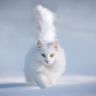 Белая кошка бежит по снегу